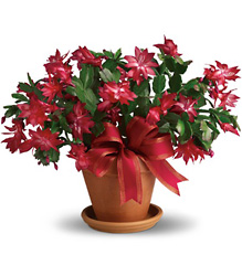 Merry Christmas Cactus Flower Power, Florist Davenport FL